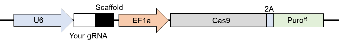 miRNA Expression system
