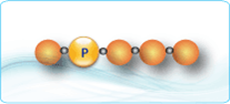 Phosphorylated Peptides
